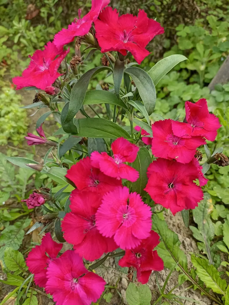 China Pinks (Dianthus Chinensis) — Incorporating China Pinks into borders, rockeries, or as an edging plant can create striking visual impacts