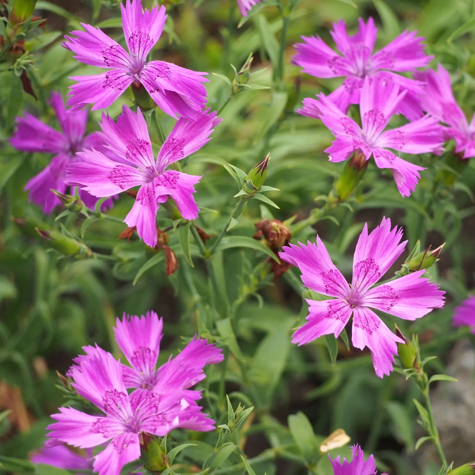 China Pinks (Dianthus Chinensis) — A mainstay in many gardens; reaching 6-12 inches in height