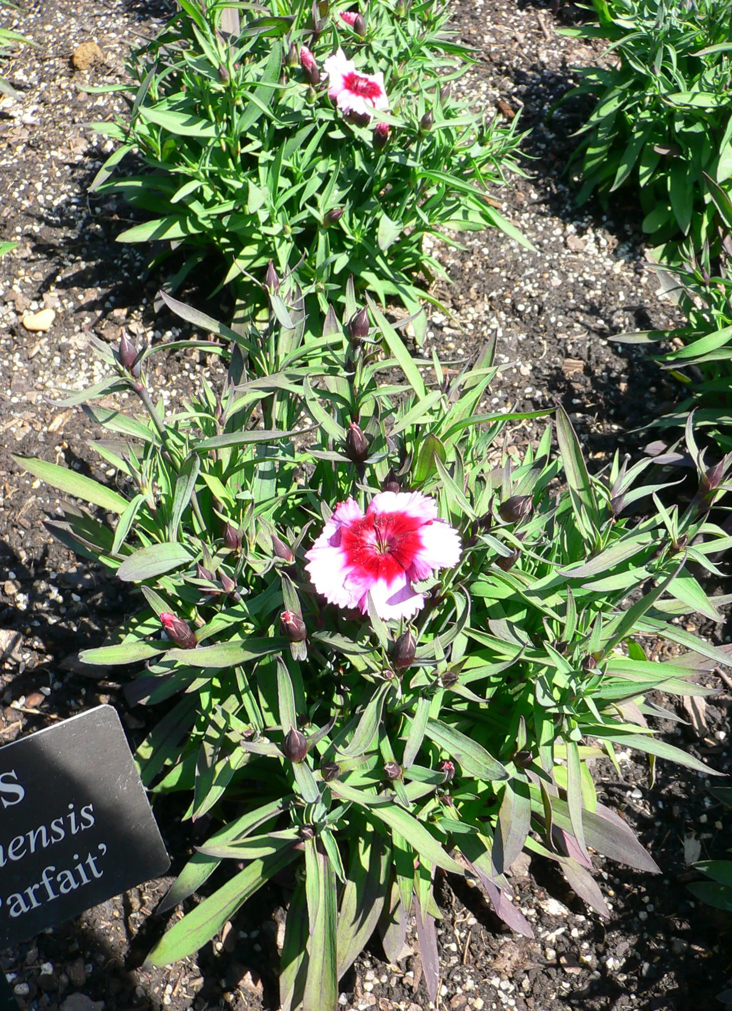 China Pinks (Dianthus Chinensis) — these perennials are resistant to most pests and diseases; basking in at least 6 hours of direct sunlight per day