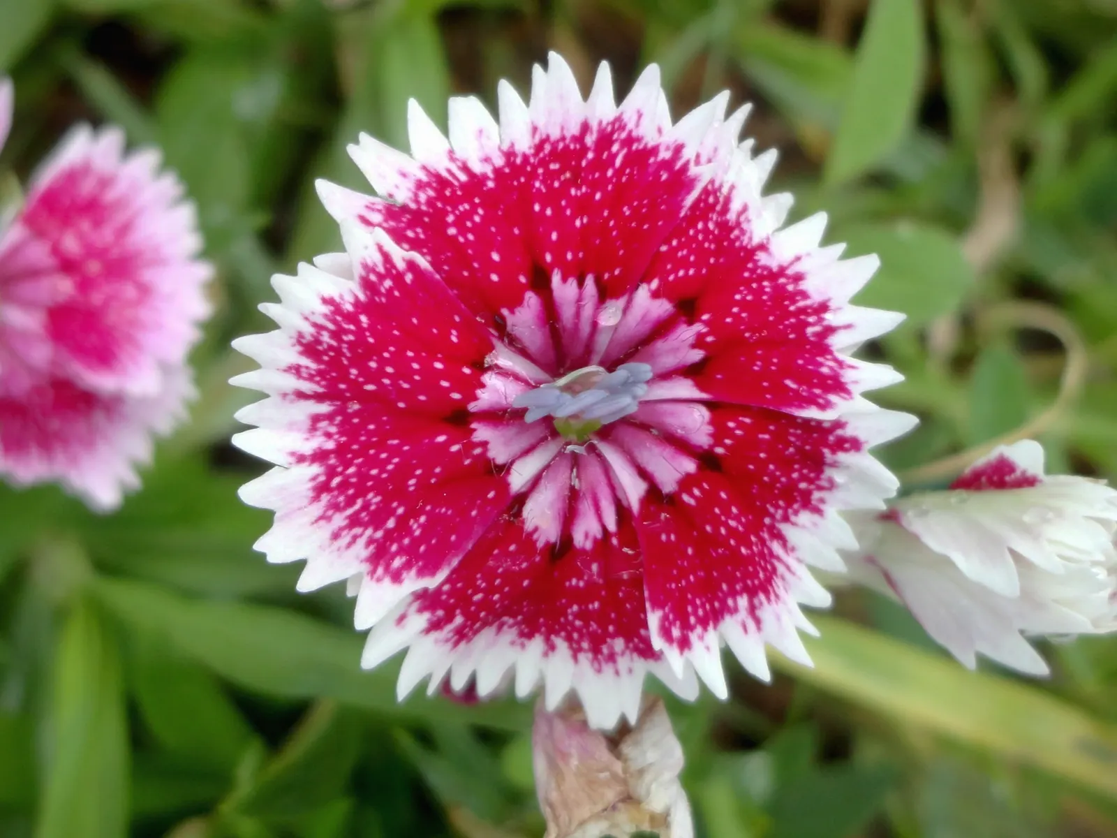 China Pinks (Dianthus Chinensis) — <br><br>These floriferous plants favor full sun conditions; these perennials are resistant to most pests and diseases