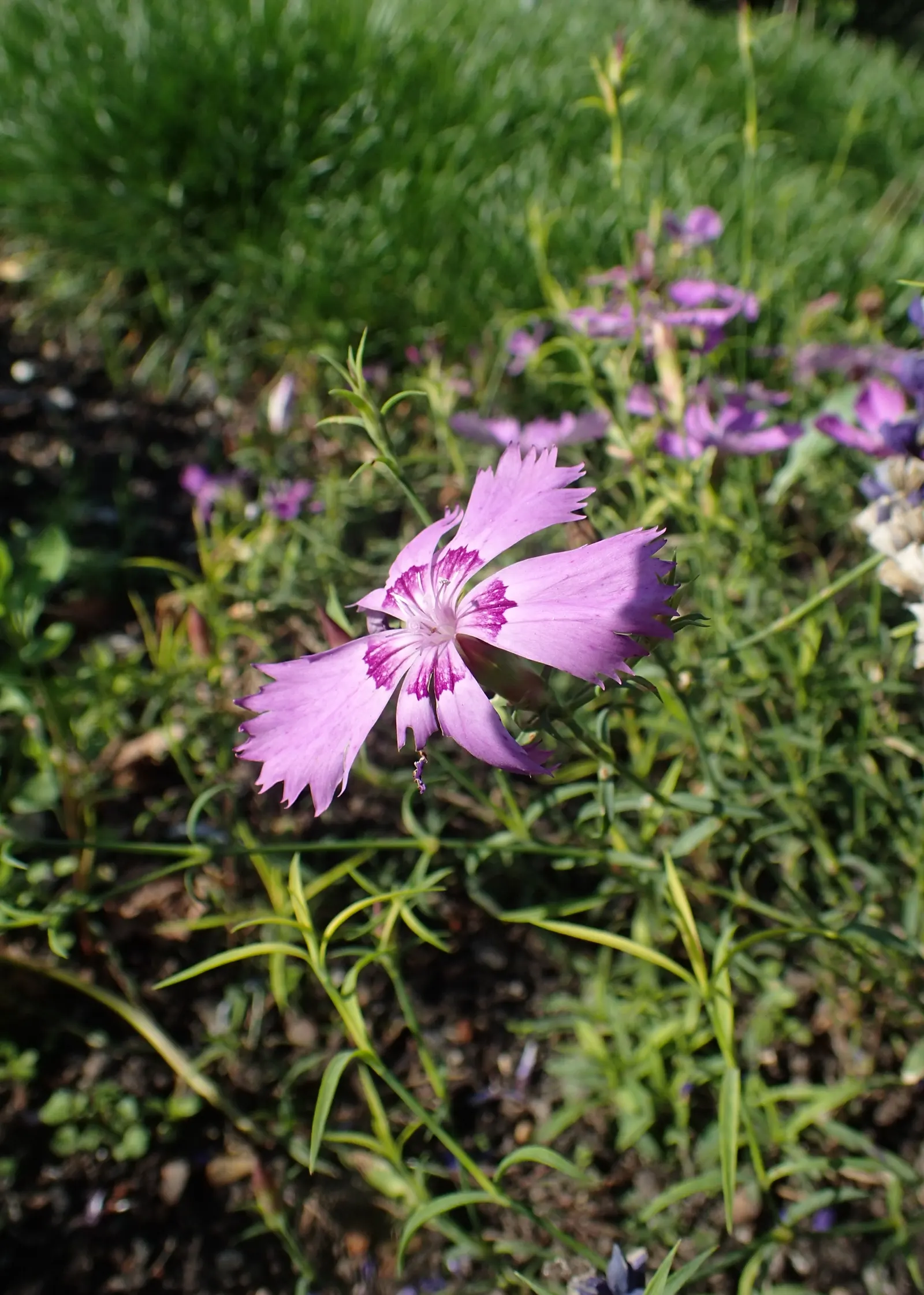 China Pinks (Dianthus Chinensis) — Ideal for borders, the plant's flowers range from white to deep red