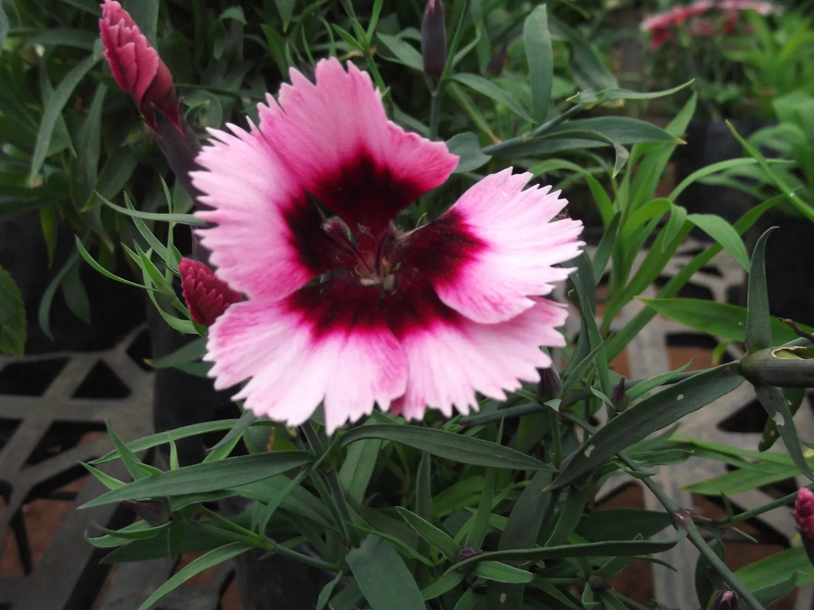 China Pinks (Dianthus Chinensis) — evergreen mat that contributes to its allure as a ground cover option.<br><br>Easy to cultivate; space 8-12 inches apart for