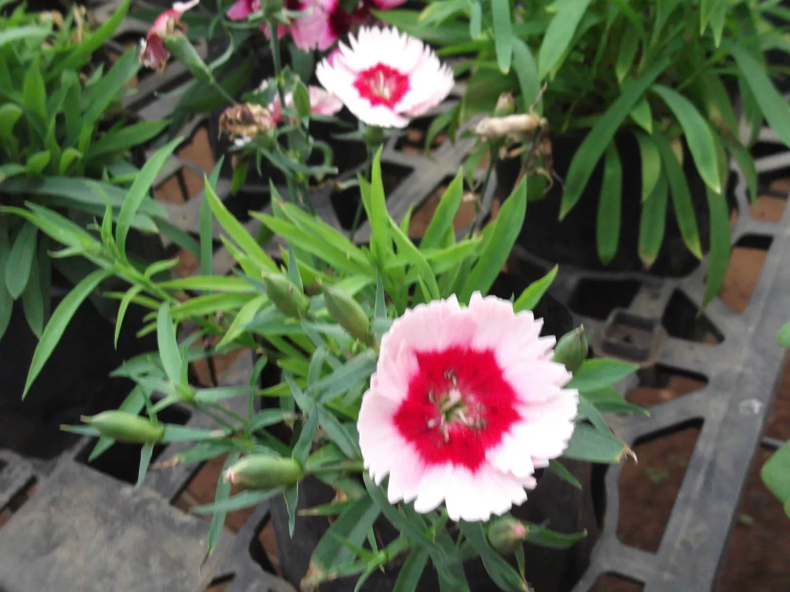 China Pinks (Dianthus Chinensis) — with some varieties featuring a distinctively contrasting eye