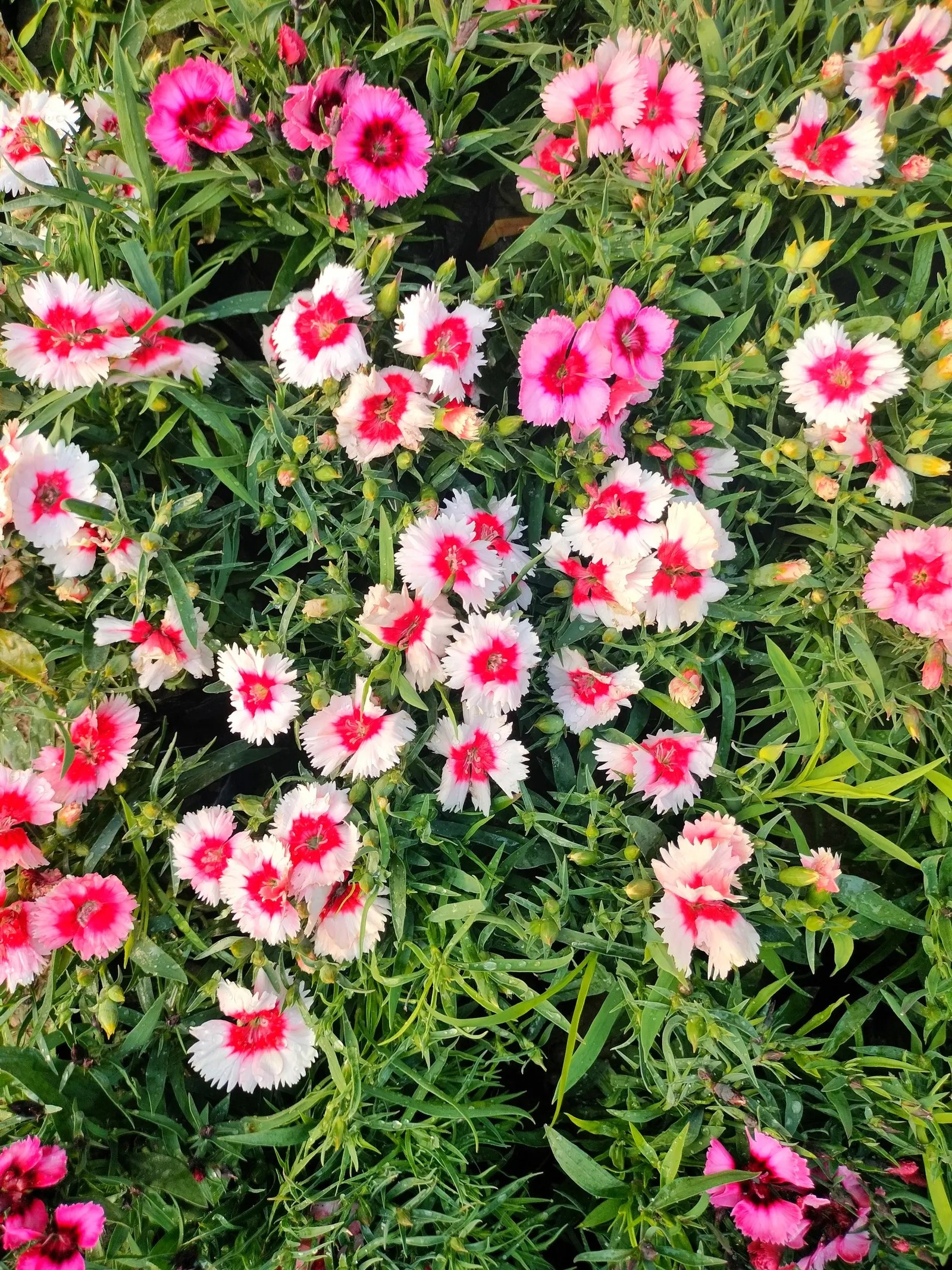 China Pinks (Dianthus Chinensis) — ensuring a low-maintenance option for the discerning gardener or landscape architect