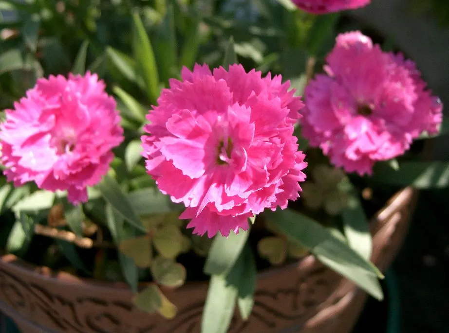 China Pinks (Dianthus Chinensis) — scientifically referred to as Dianthus chinensis