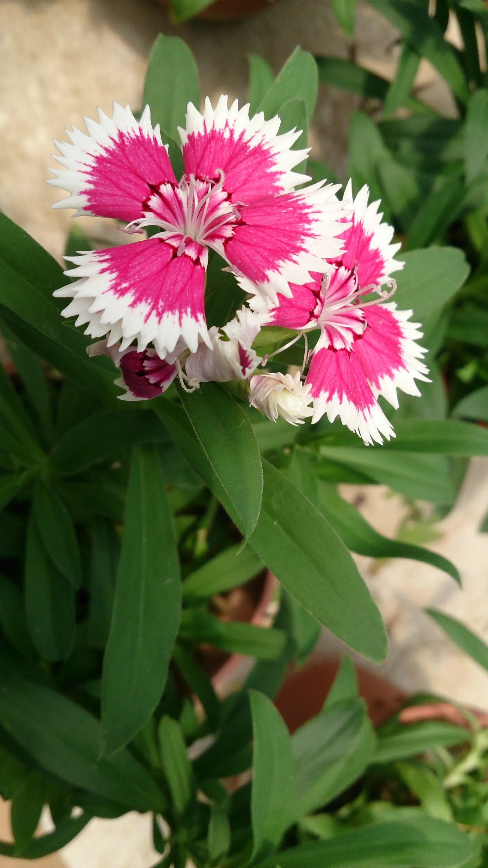 China Pinks (Dianthus Chinensis) — come in hues spanning white; which is crucial for optimal bloom production, image 77