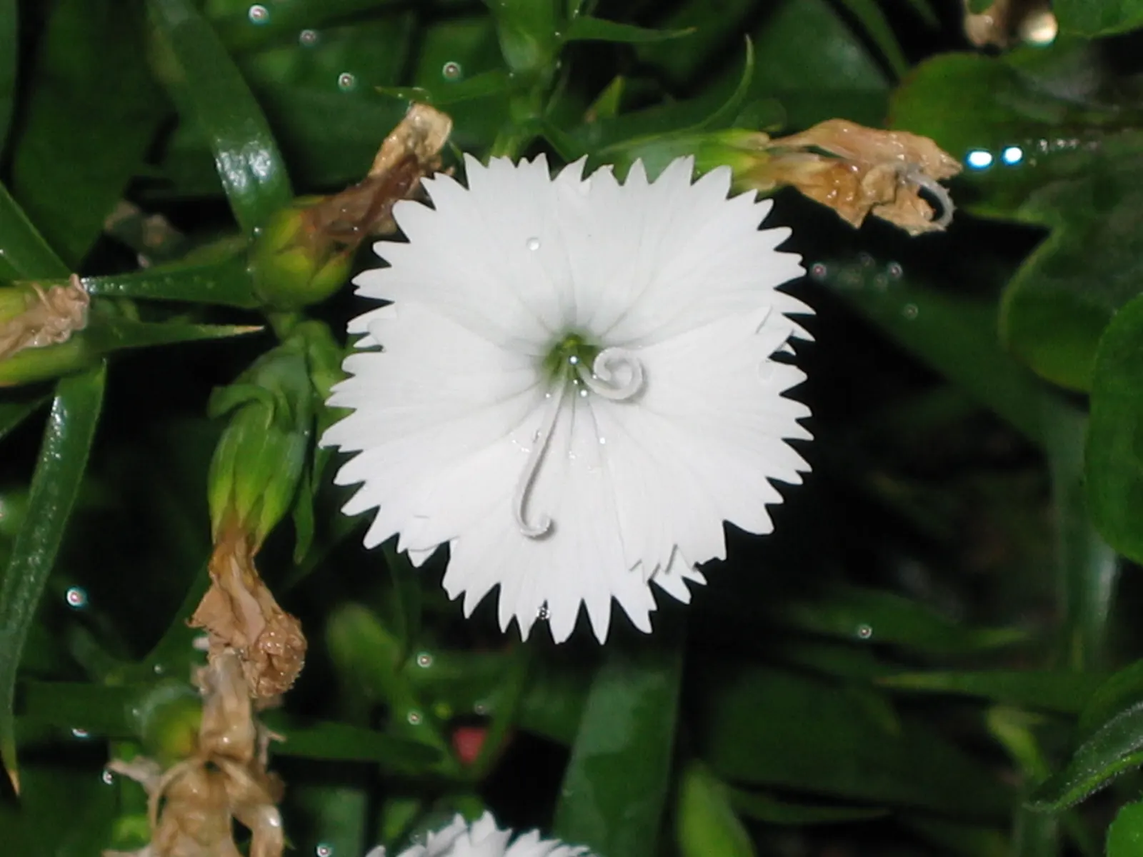 China Pinks (Dianthus Chinensis) — with some varieties featuring a distinctively contrasting eye; the China Pink's foliage forms a dense