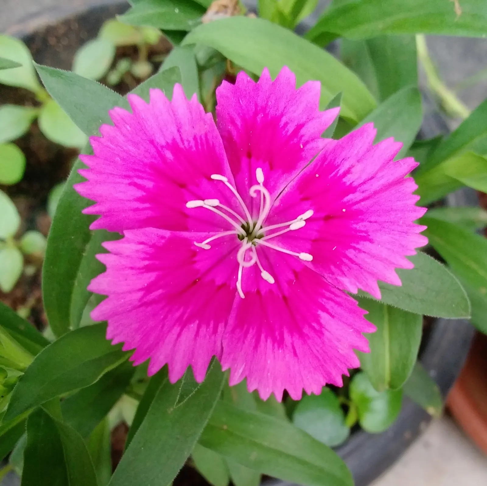 China Pinks (Dianthus Chinensis) — come in hues spanning white; which is crucial for optimal bloom production