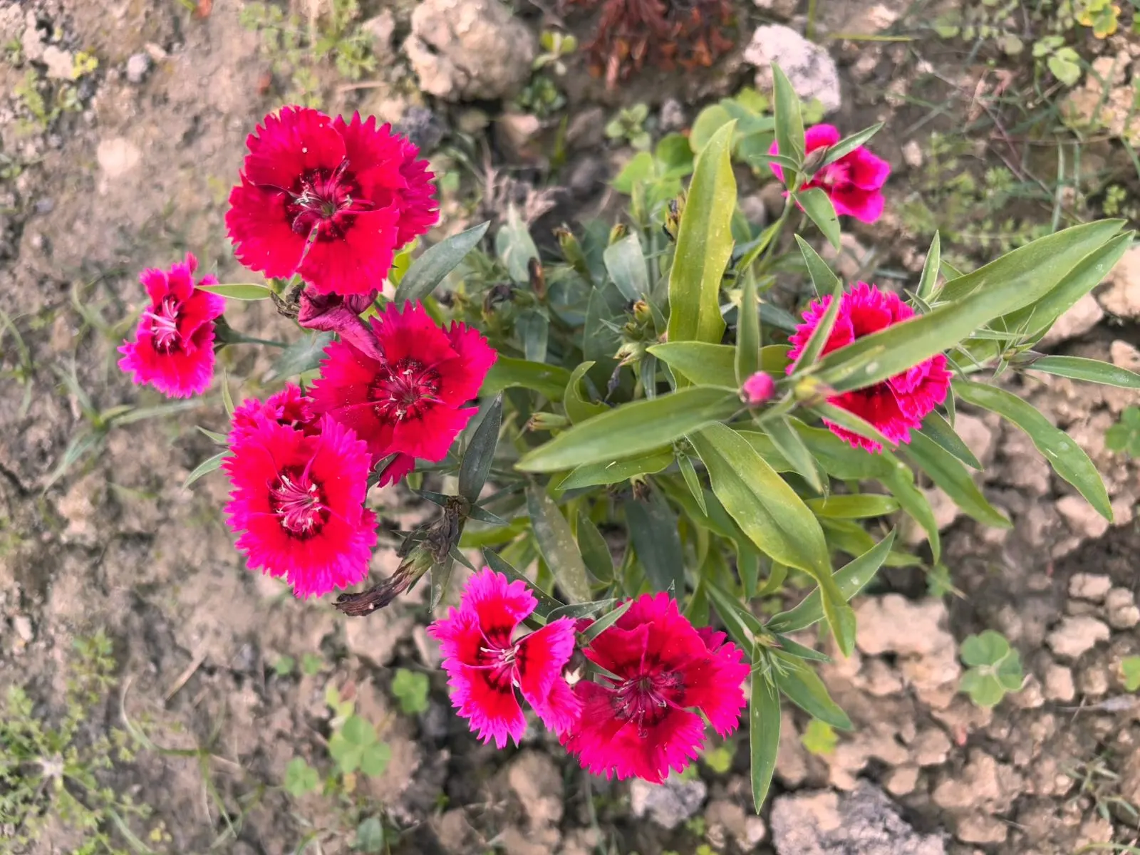 China Pinks (Dianthus Chinensis) — which is crucial for optimal bloom production; herbaceous perennials commonly esteemed for their vibrant display, image 72