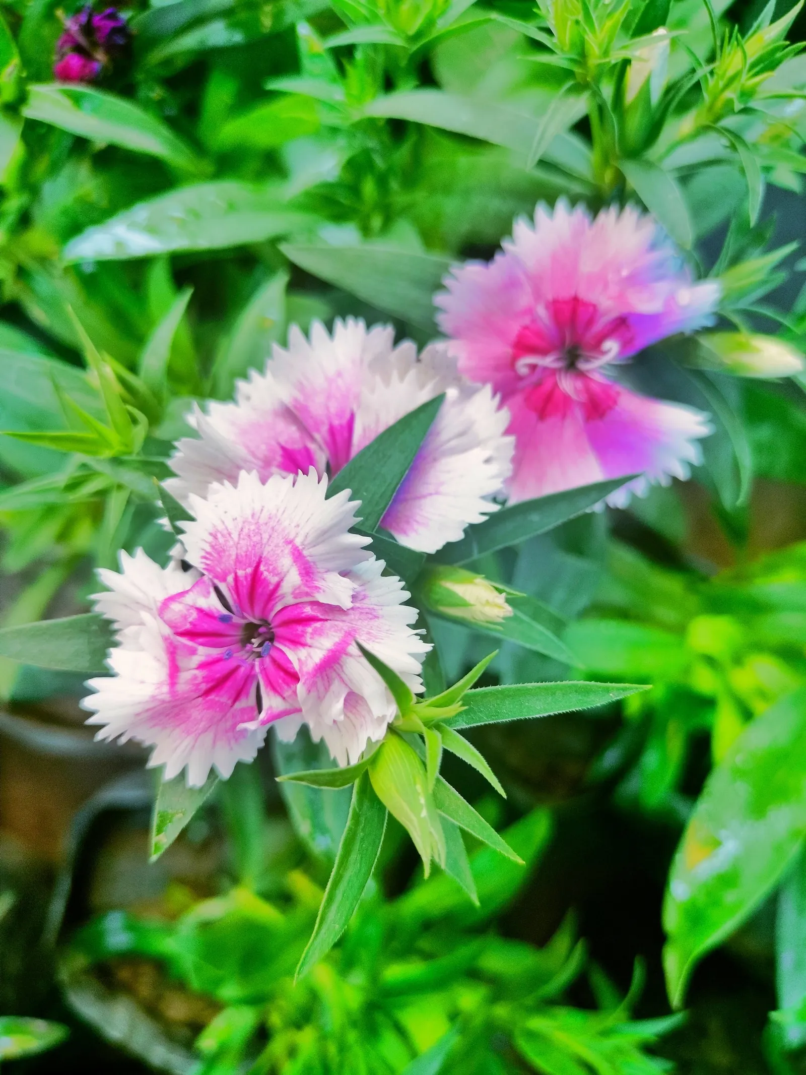 China Pinks (Dianthus Chinensis) — pink flowers in the garden
