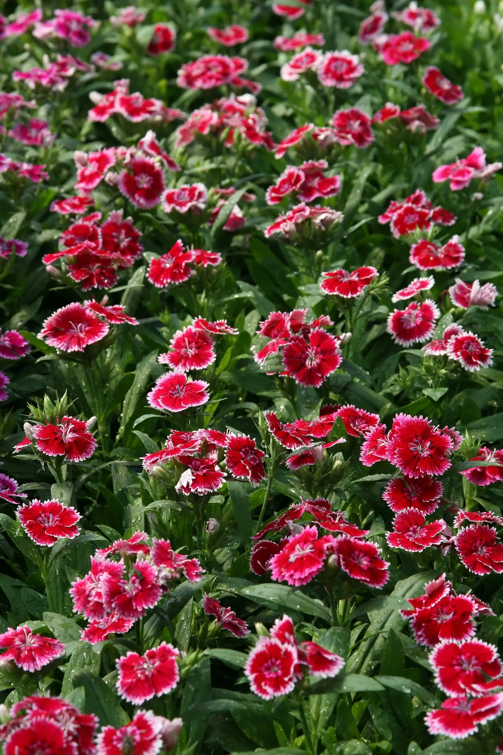 China Pinks (Dianthus Chinensis) — clove-scented blossoms on compact foliage; ideal for borders, the plant's flowers range from white to deep red