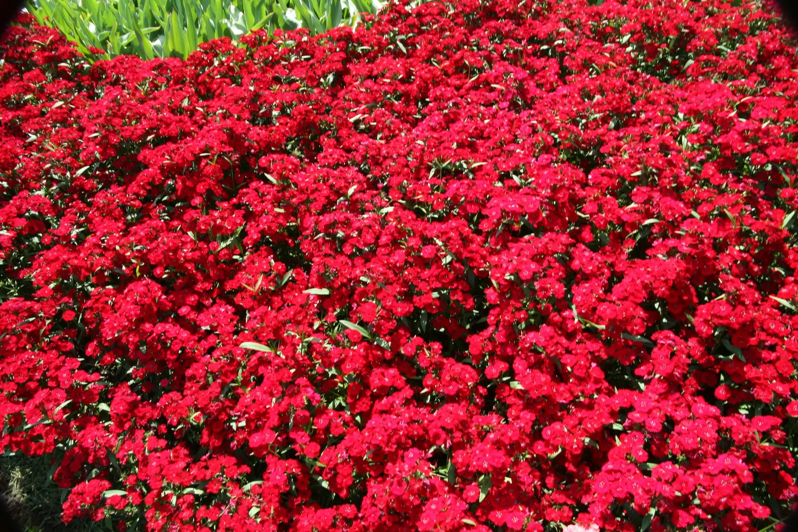 China Pinks (Dianthus Chinensis) — China Pinks typically achieve a modest stature, reaching heights of 6 to 12 inches with a similar spread