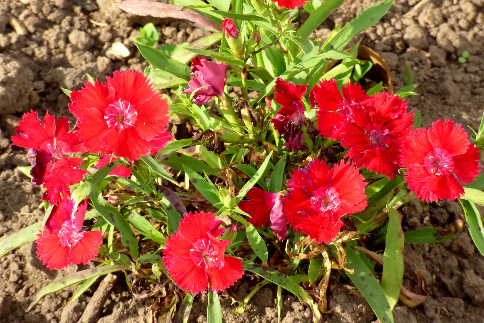 China Pinks (Dianthus Chinensis) — these perennials are resistant to most pests and diseases