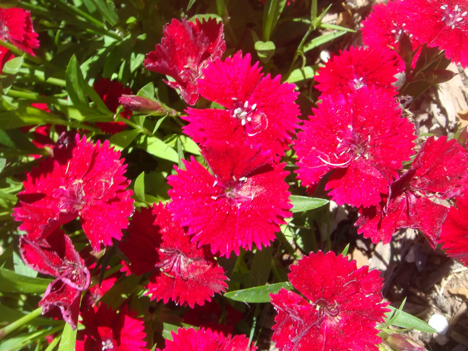 China Pinks (Dianthus Chinensis) — these flowers yield a cottage charm that appeals to a diverse range of landscape designs