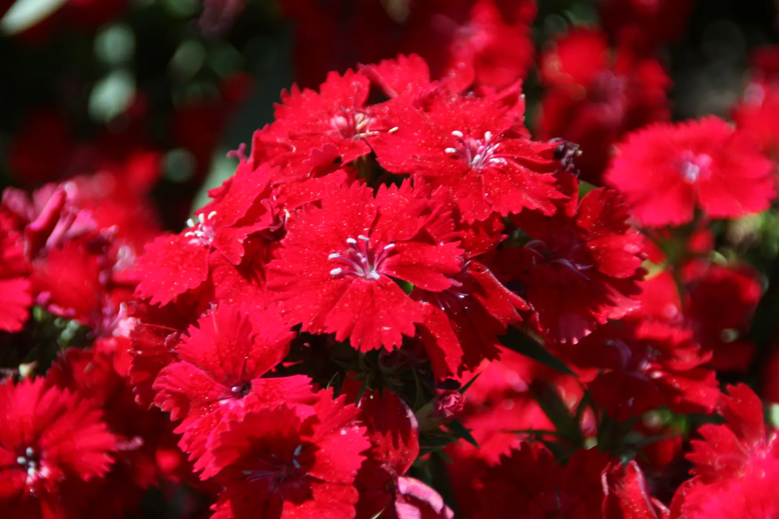 China Pinks (Dianthus Chinensis) — <br><br>These floriferous plants favor full sun conditions