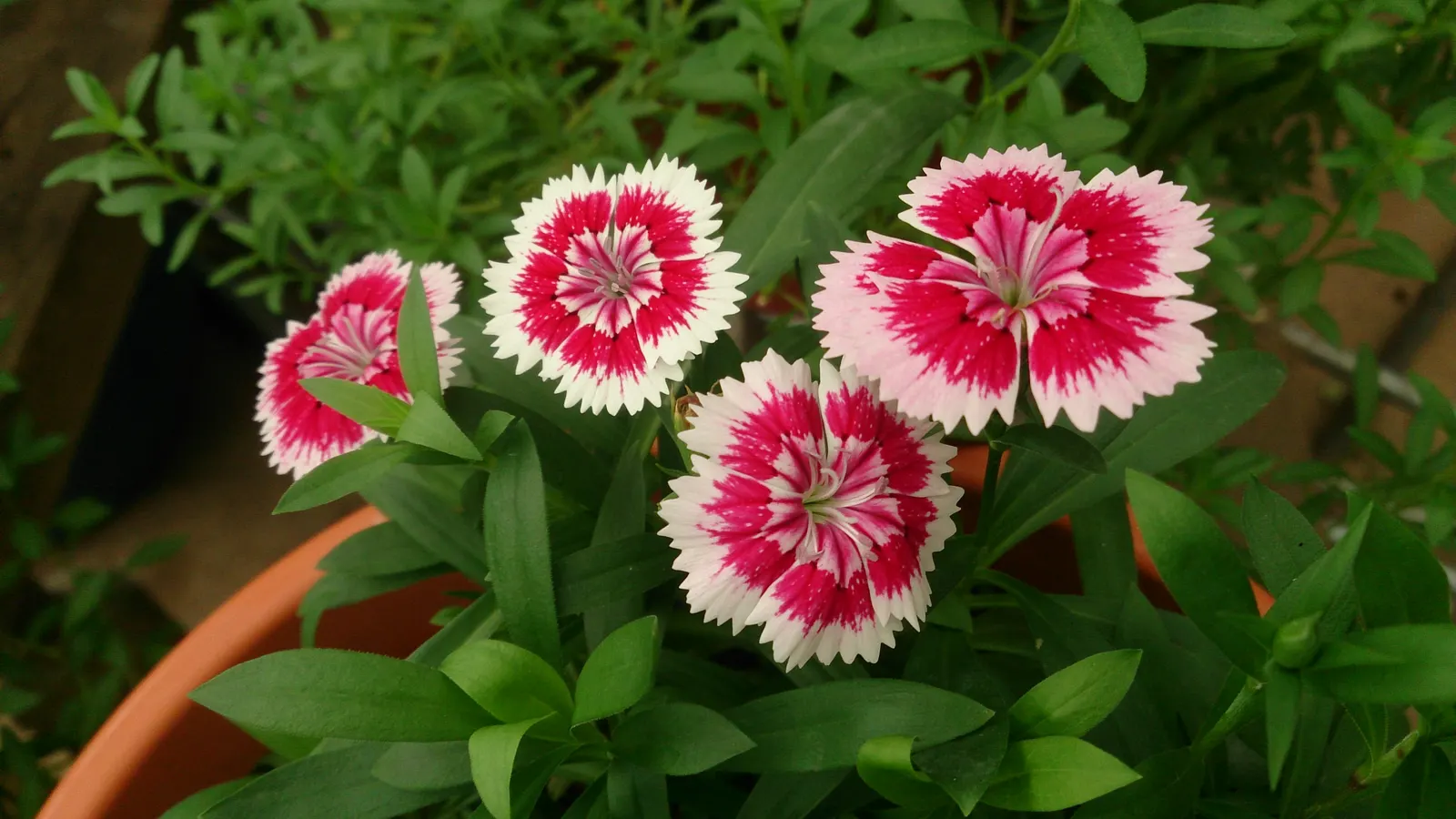 China Pinks (Dianthus Chinensis) — Deadheading promotes continued blooming from late spring to early fall