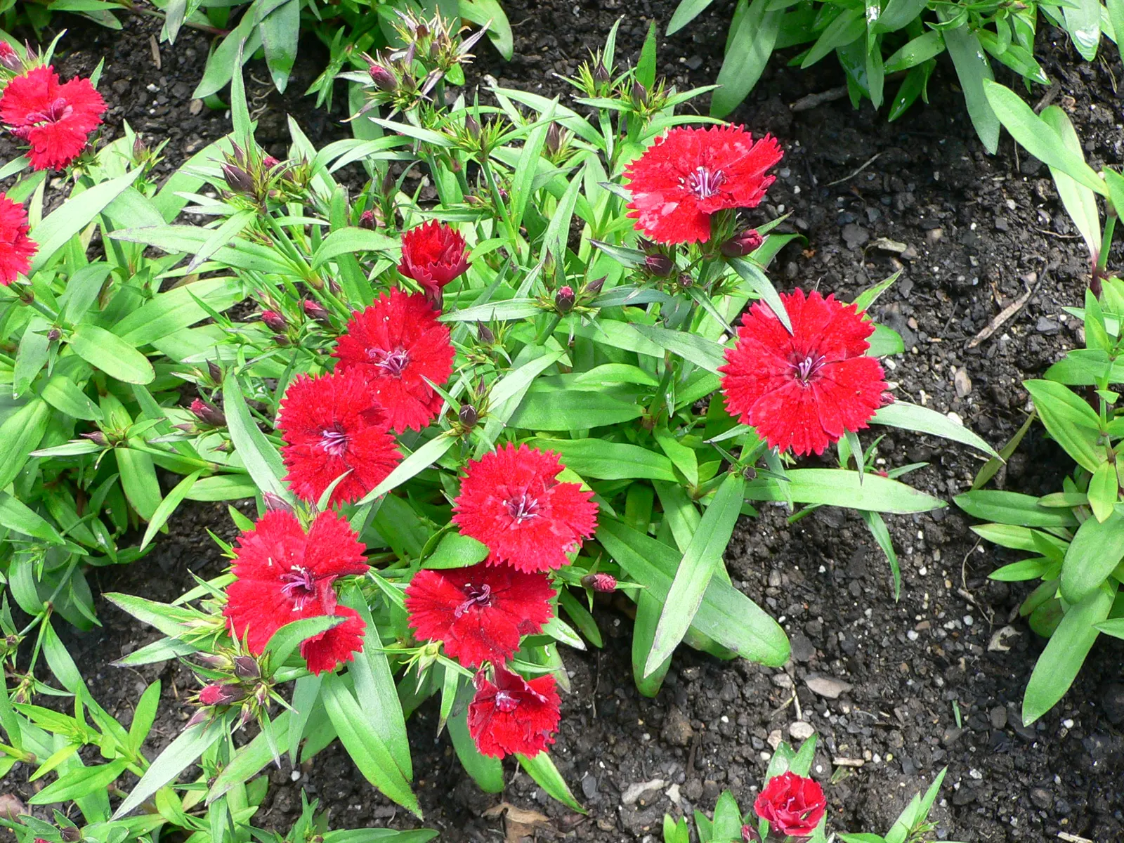 China Pinks (Dianthus Chinensis) — Deadheading promotes continued blooming from late spring to early fall; this perennial thrives in full sun, well-drained
