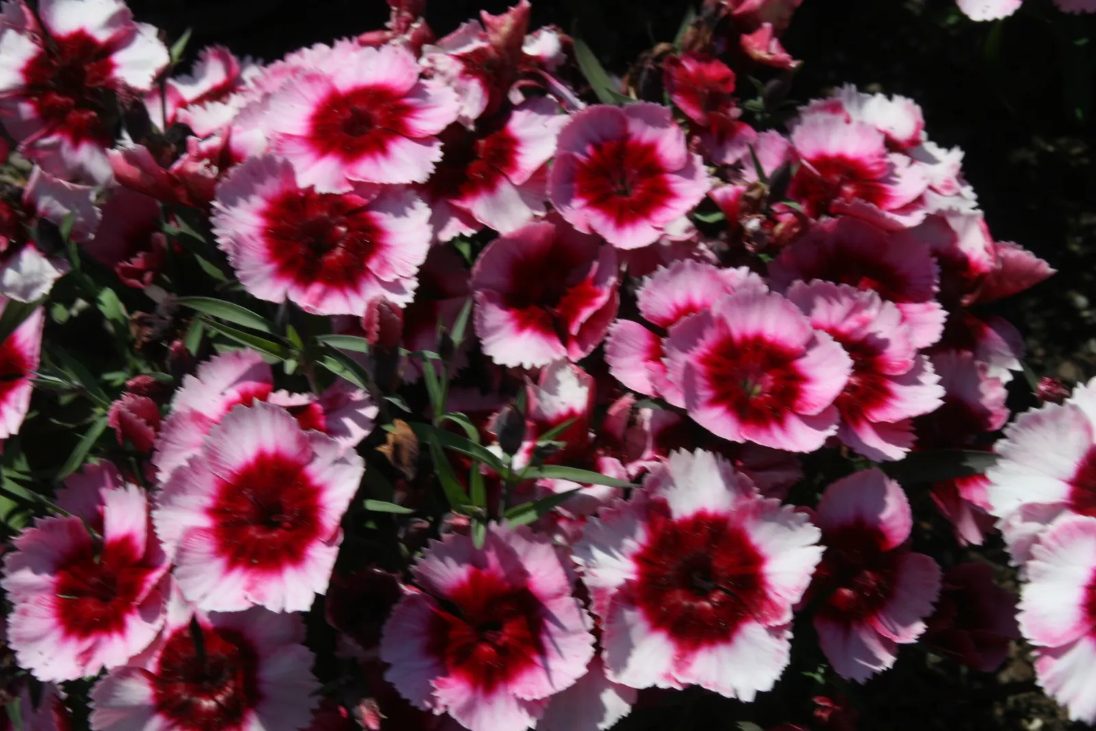 China Pinks (Dianthus Chinensis) — <br><br>These floriferous plants favor full sun conditions; these perennials are resistant to most pests and, image 70