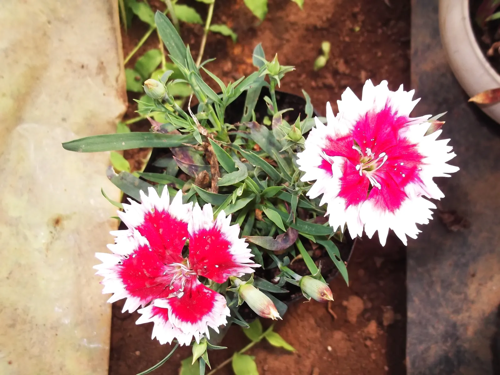 China Pinks (Dianthus Chinensis) — evergreen mat that contributes to its allure as a ground cover option.<br><br>Easy to cultivate