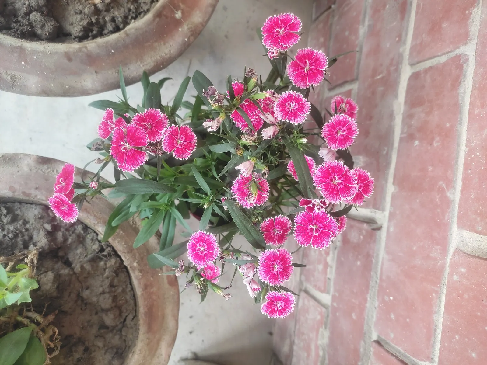 China Pinks (Dianthus Chinensis) — the China Pink's foliage forms a dense