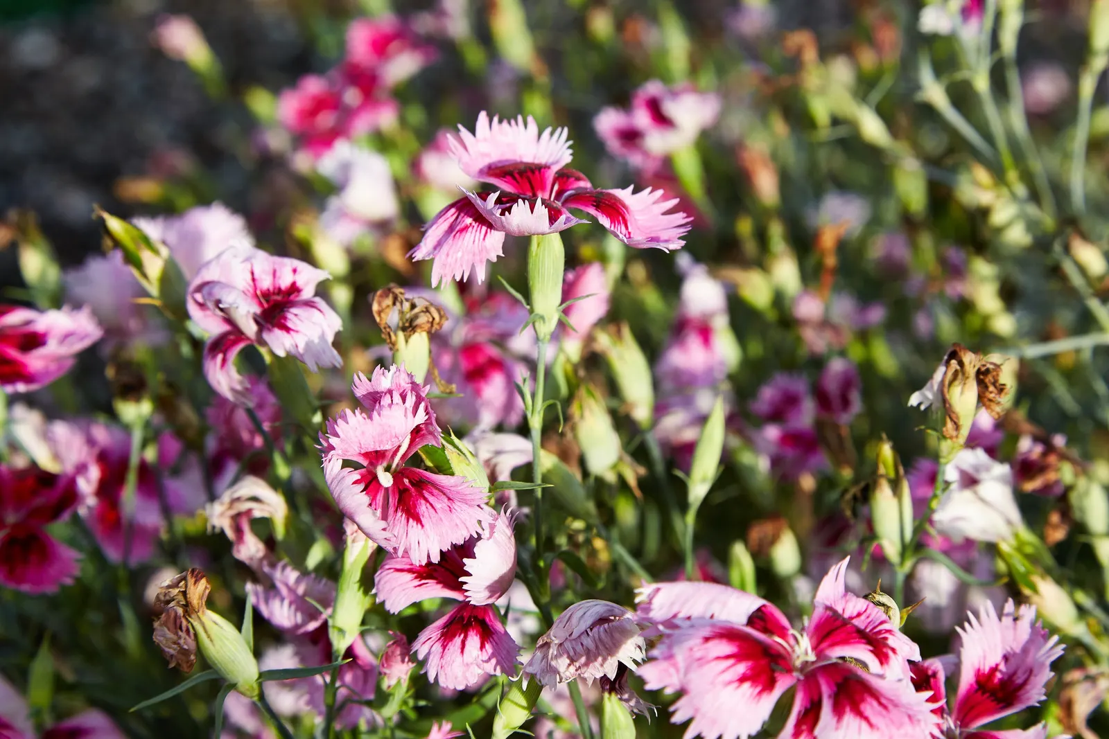 China Pinks (Dianthus Chinensis) — scientifically referred to as Dianthus chinensis; providing an elongated period of interest, image 65
