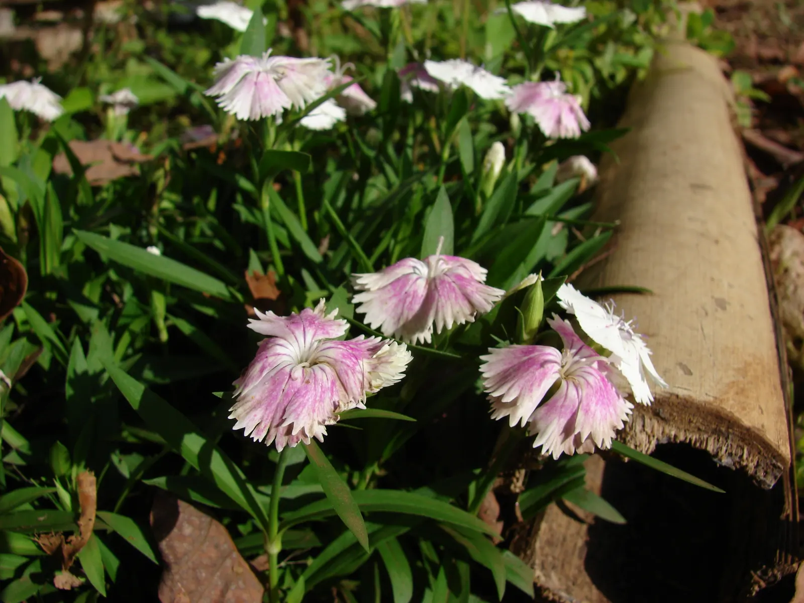 China Pinks (Dianthus Chinensis) — Ideal for borders, the plant's flowers range from white to deep red; incorporating China Pinks into borders, image 62