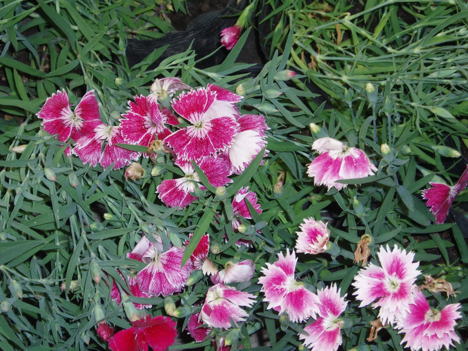 China Pinks (Dianthus Chinensis) — clove-scented blossoms on compact foliage