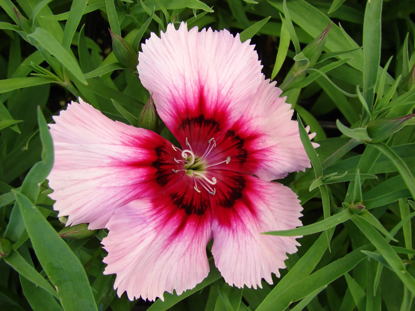 China Pinks (Dianthus Chinensis) — This perennial thrives in full sun, well-drained soil, and is hardy in zones 6-9; often singularly perched atop slender stems