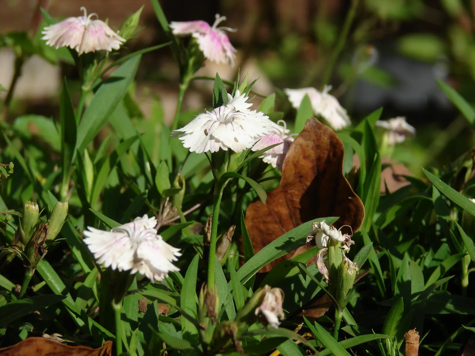 China Pinks (Dianthus Chinensis) — This perennial thrives in full sun, well-drained soil, and is hardy in zones 6-9; often singularly perched atop, image 61