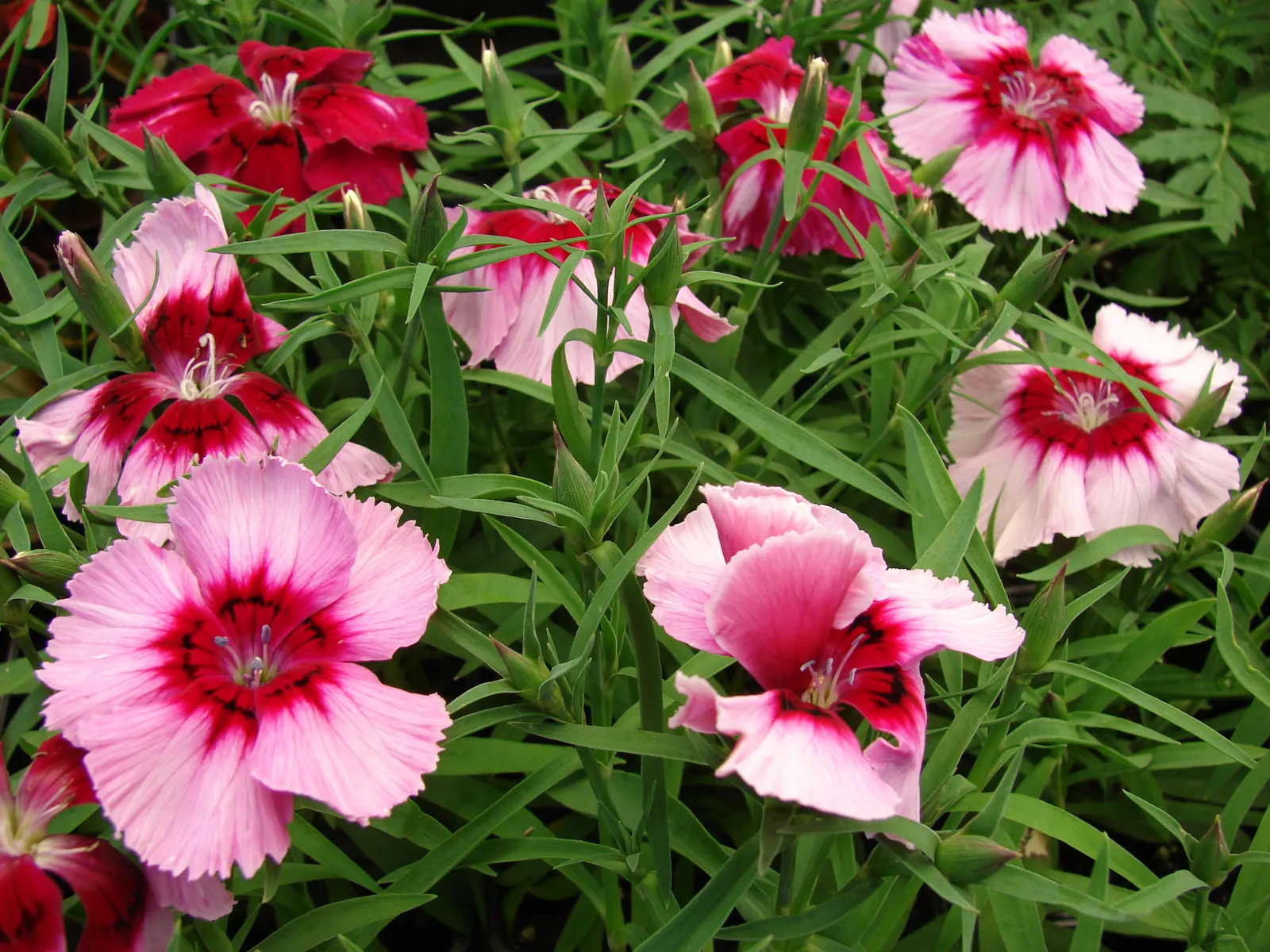 China Pinks (Dianthus Chinensis) — reaching 6-12 inches in height; china Pinks typically achieve a modest stature, reaching heights of 6 to 12 inches with a
