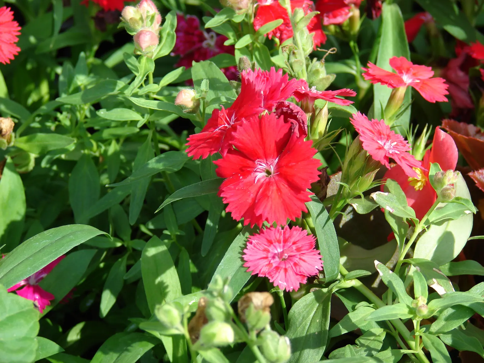 China Pinks (Dianthus Chinensis) — pink flowers in the garden; <br><br>These floriferous plants favor full sun conditions