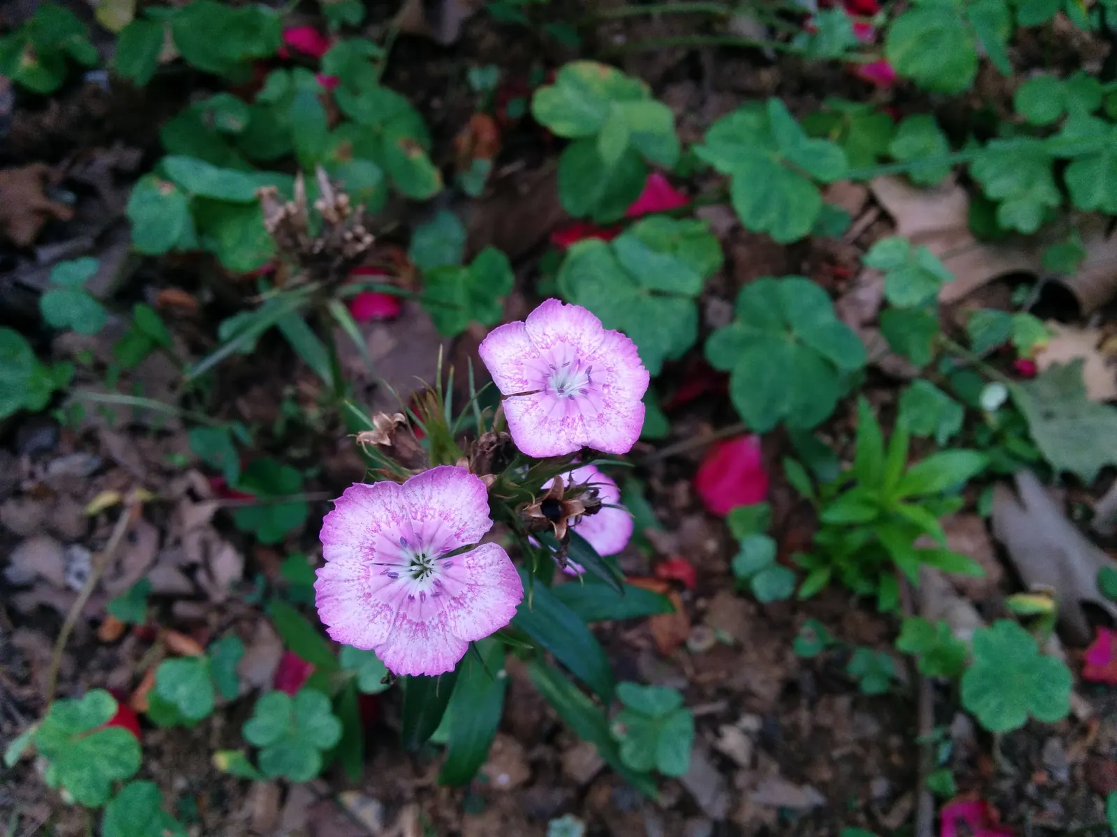 China Pinks (Dianthus Chinensis) — with some varieties featuring a distinctively contrasting eye; the China Pink's foliage forms a dense, image 78