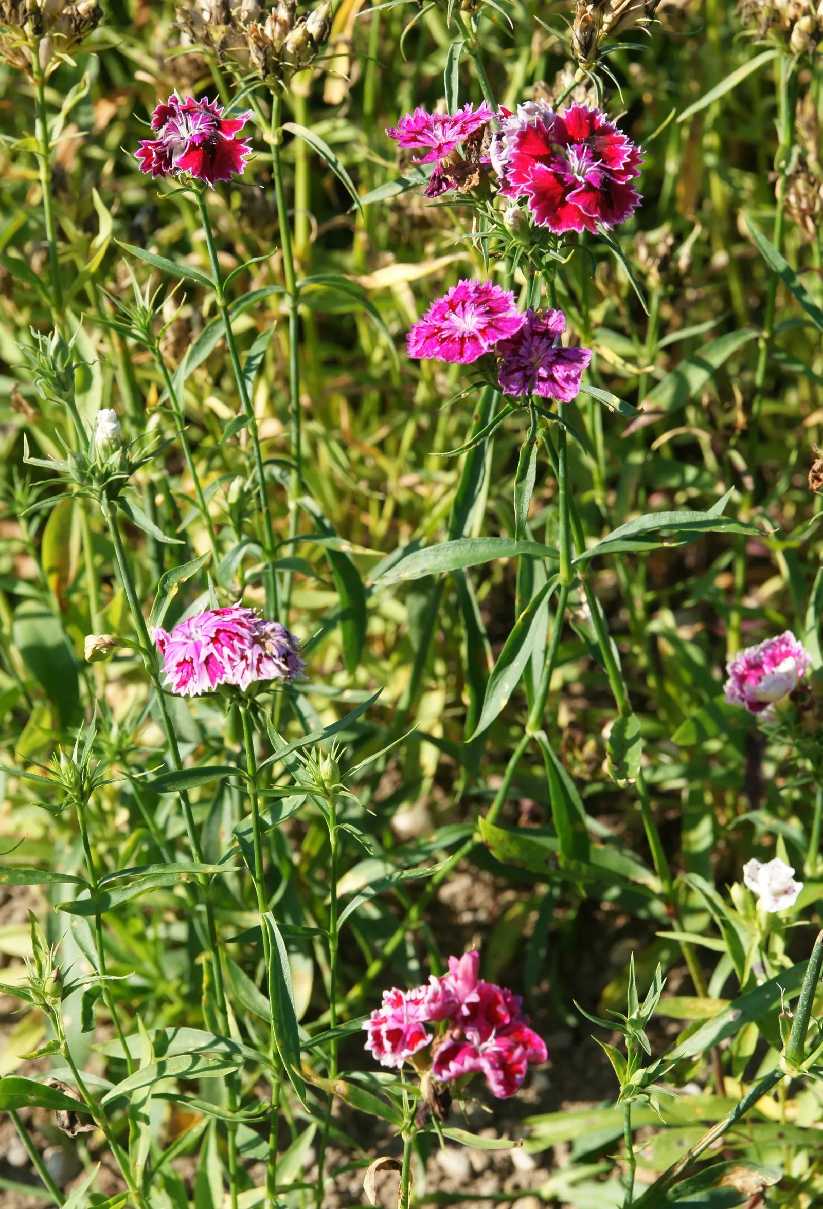China Pinks (Dianthus Chinensis) — China Pinks typically achieve a modest stature, reaching heights of 6 to 12 inches with a similar spread, image 69