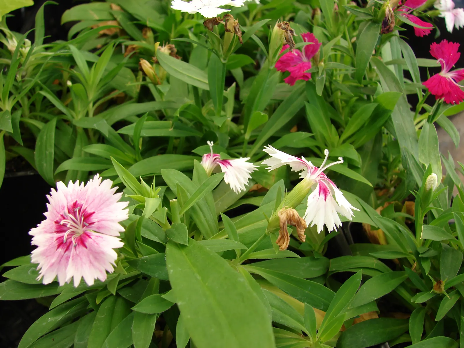 China Pinks (Dianthus Chinensis) — scientifically referred to as Dianthus chinensis; providing an elongated period of interest, image 94