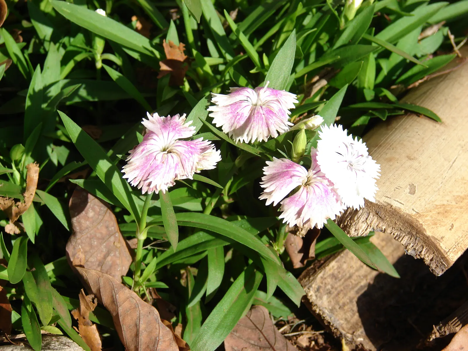 China Pinks (Dianthus Chinensis) — clove-scented blossoms on compact foliage; ideal for borders, the plant's flowers range from white to deep red, image 59