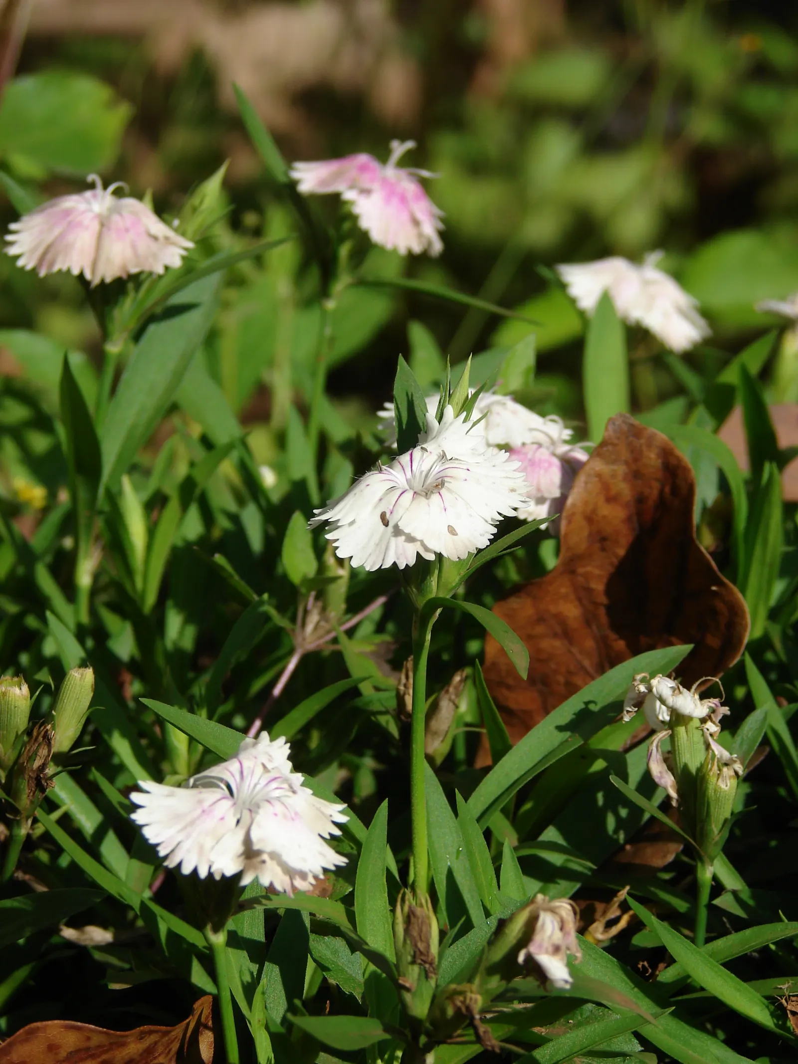 China Pinks (Dianthus Chinensis) — reaching 6-12 inches in height; china Pinks typically achieve a modest stature, reaching heights of 6 to 12, image 60