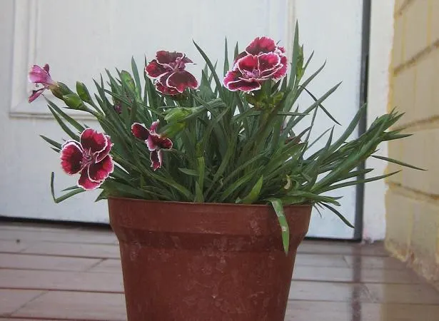 China Pinks (Dianthus Chinensis) — Space 8-12 inches apart for a colorful, fragrant addition to any garden display; these flowers yield a cottage, image 93