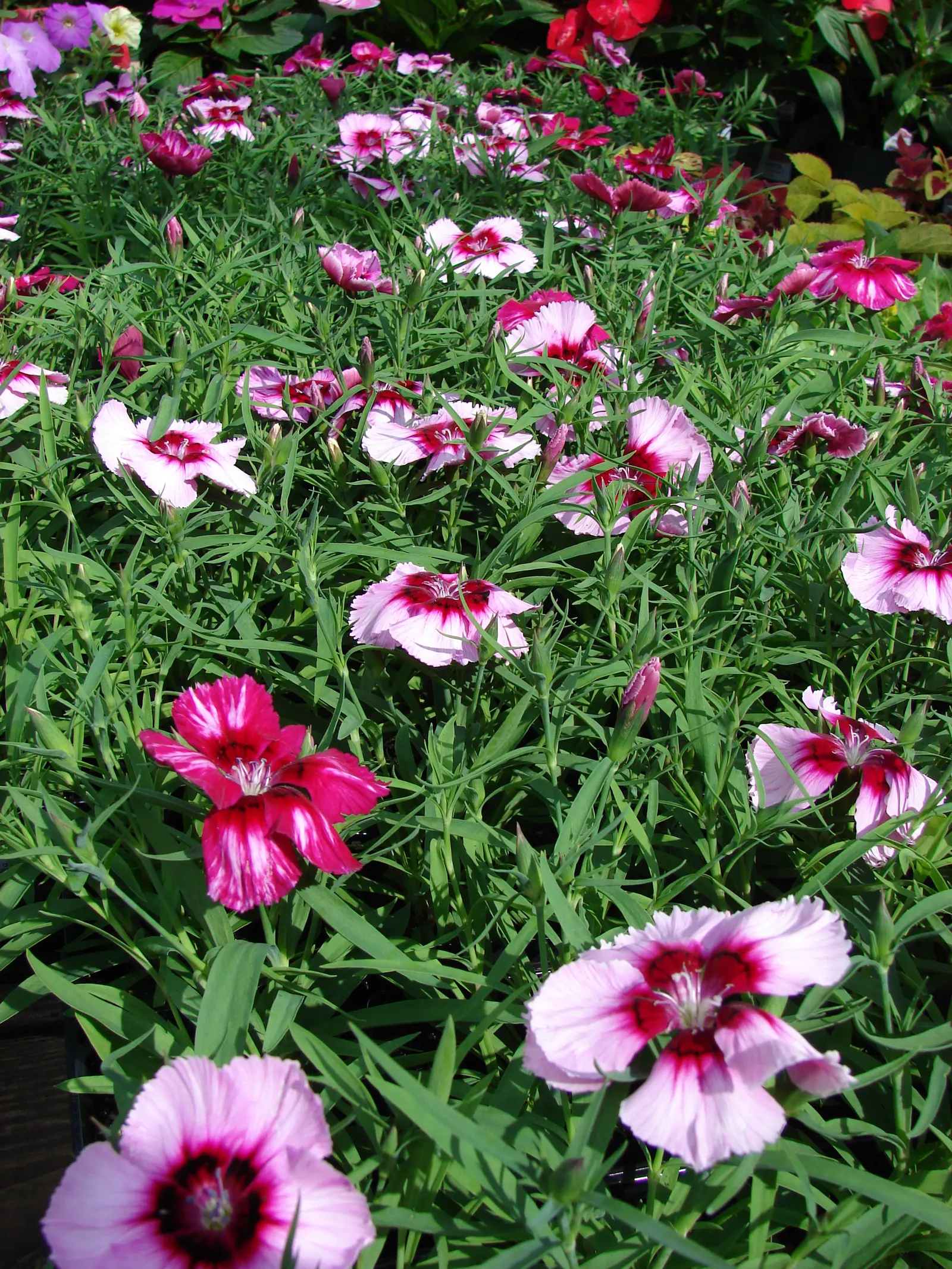 China Pinks (Dianthus Chinensis) — They can also shine in container gardening, adding an element of versatility to their use in landscape design; deadheading