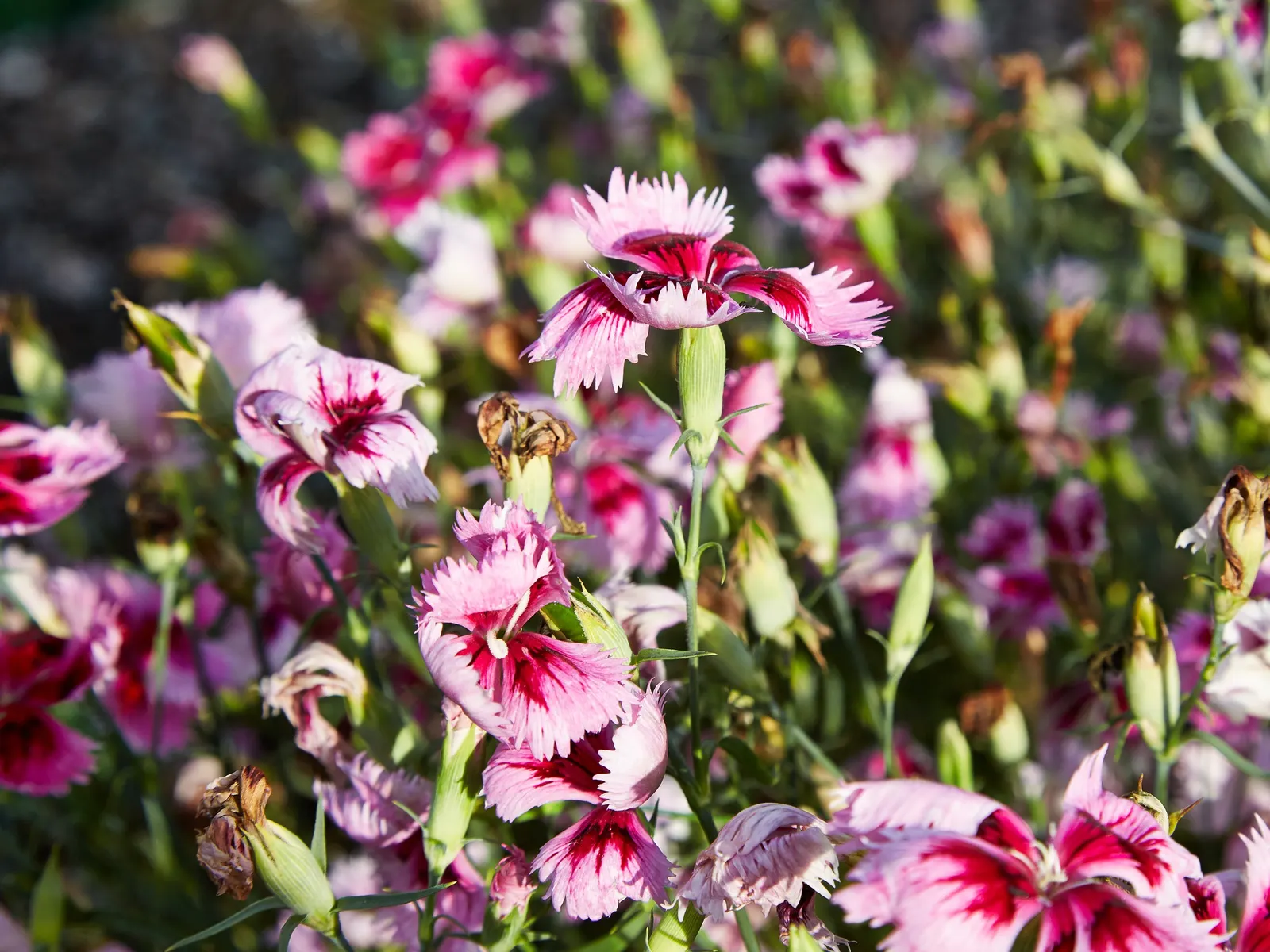 China Pinks (Dianthus Chinensis) — A mainstay in many gardens; reaching 6-12 inches in height, image 67