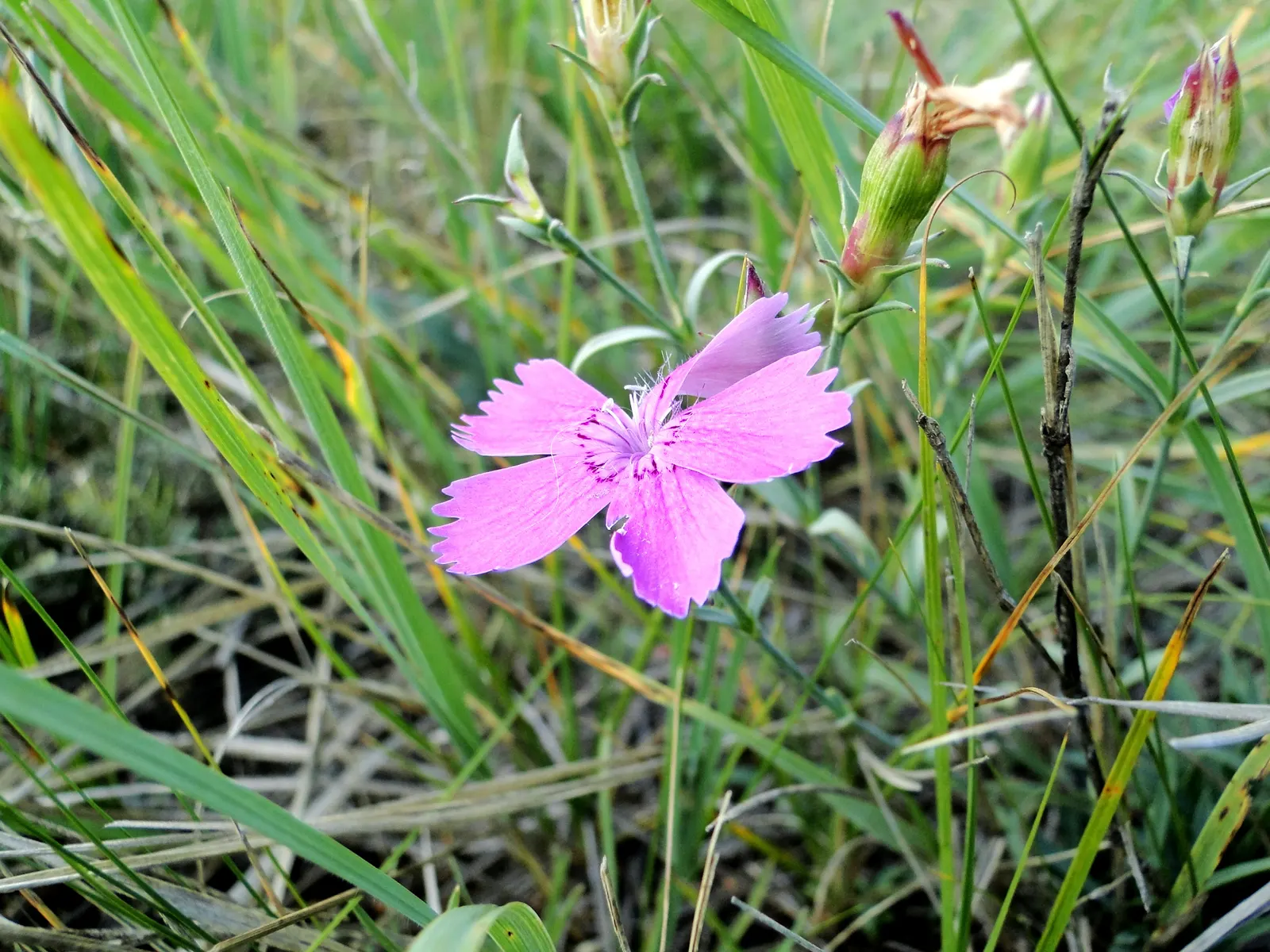 China Pinks (Dianthus Chinensis) — these flowers yield a cottage charm that appeals to a diverse range of landscape designs; a mainstay in many, image 68