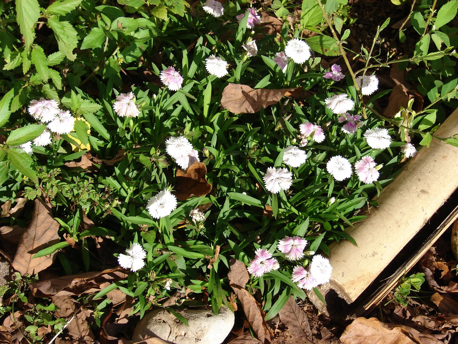 China Pinks (Dianthus Chinensis) — Deadheading promotes continued blooming from late spring to early fall; this perennial thrives in full sun, image 63
