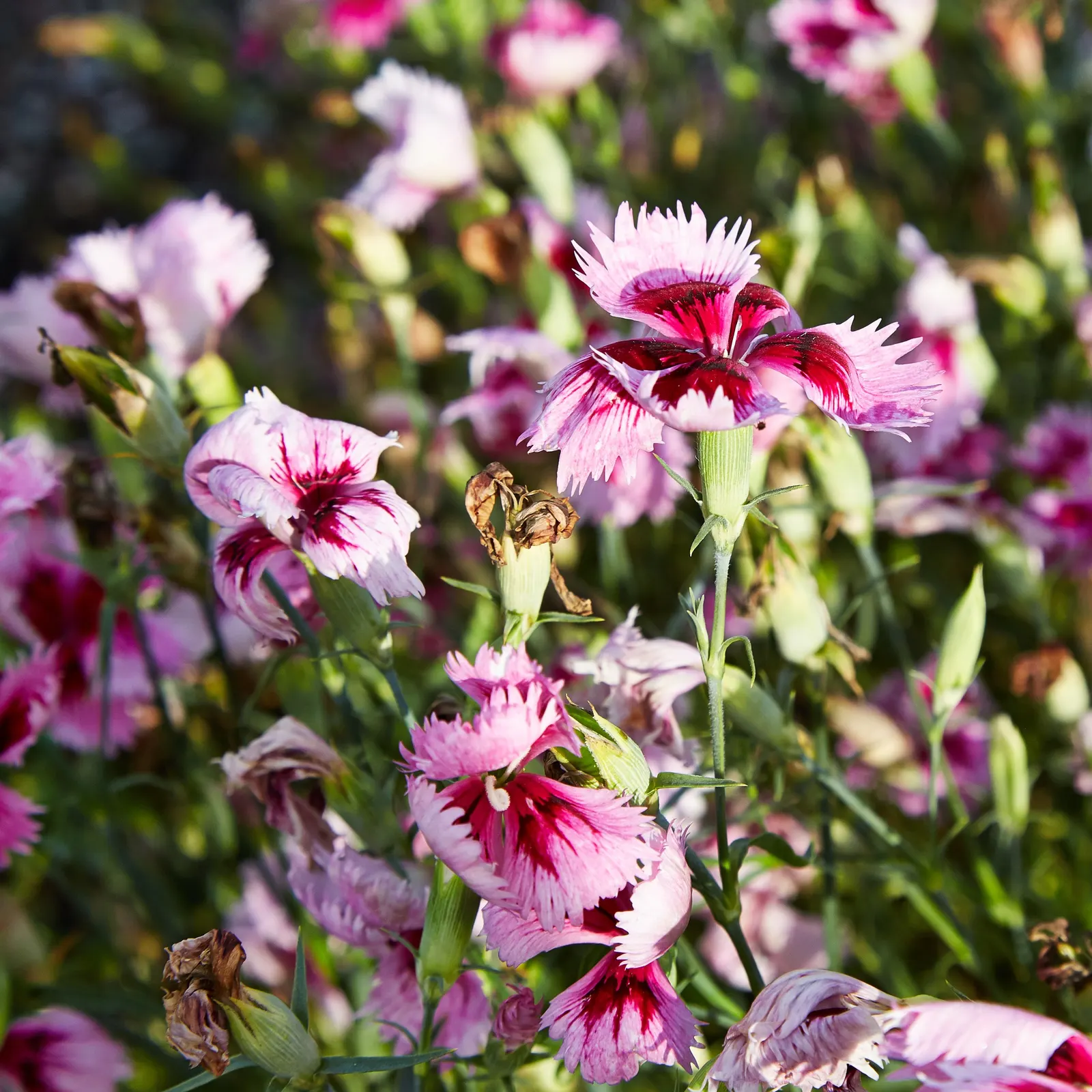 China Pinks (Dianthus Chinensis) — Space 8-12 inches apart for a colorful, fragrant addition to any garden display; these flowers yield a cottage, image 64