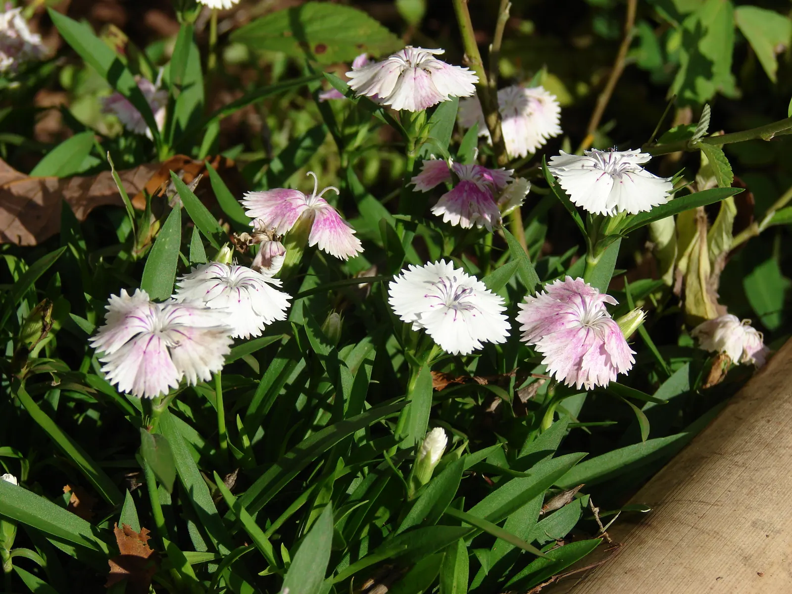 China Pinks (Dianthus Chinensis) — biennial for full or half; they can also shine in container gardening, adding an element of versatility to their use in