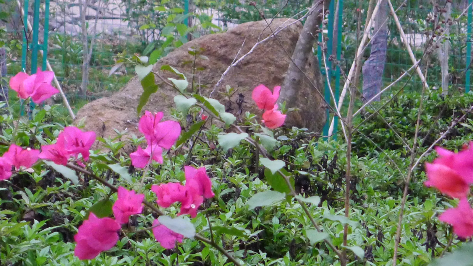 China Pinks (Dianthus Chinensis) — Deadheading promotes continued blooming from late spring to early fall; this perennial thrives in full sun, image 92