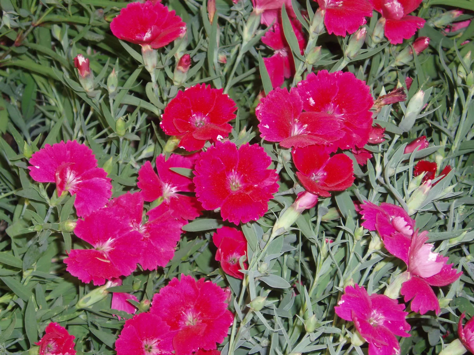 China Pinks (Dianthus Chinensis) — reaching 6-12 inches in height; china Pinks typically achieve a modest stature, reaching heights of 6 to 12, image 89