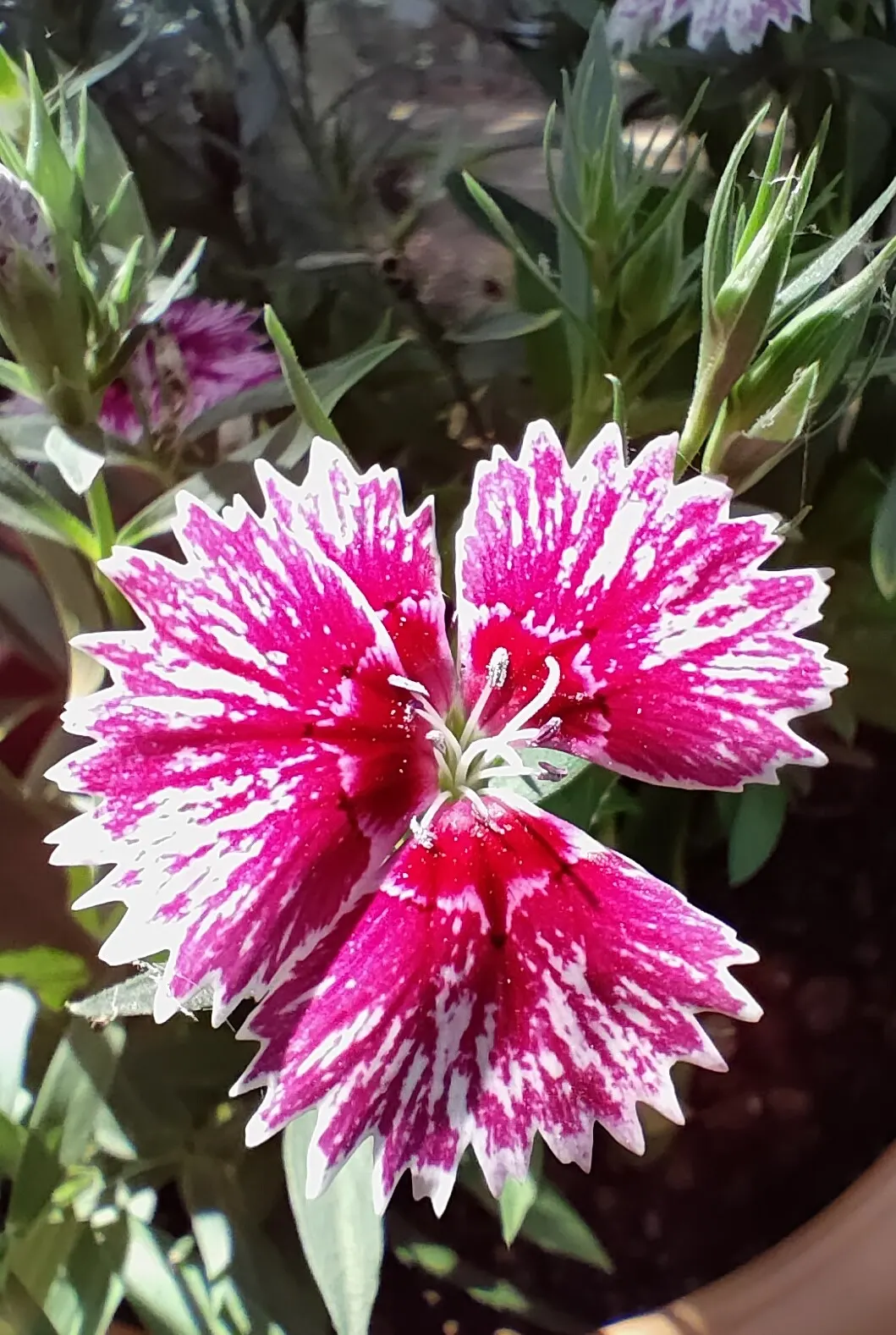 China Pinks (Dianthus Chinensis) — They can also shine in container gardening, adding an element of versatility to their use in landscape design, image 84