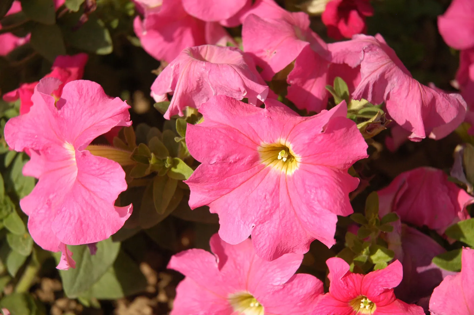 China Pinks (Dianthus Chinensis) — Ideal for borders, the plant's flowers range from white to deep red; incorporating China Pinks into borders, image 91