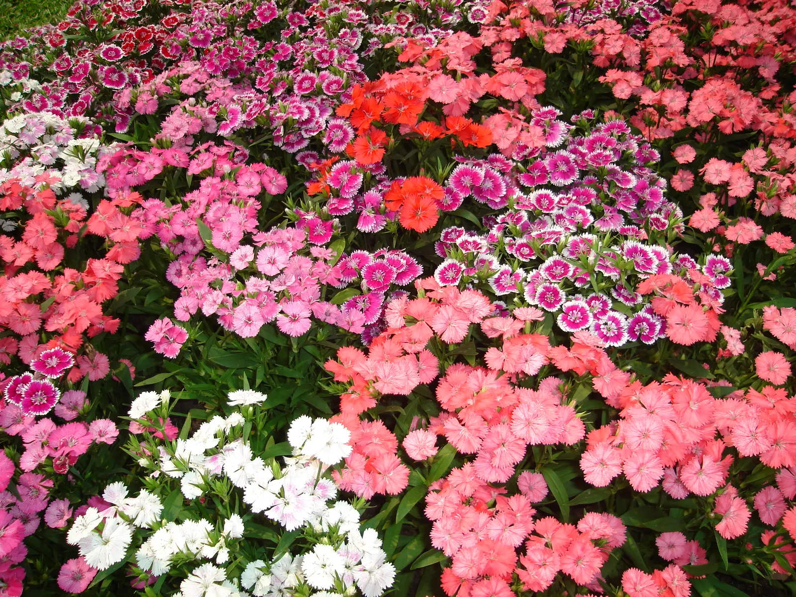 China Pinks (Dianthus Chinensis) — pink flowers in the garden; <br><br>These floriferous plants favor full sun conditions, image 85