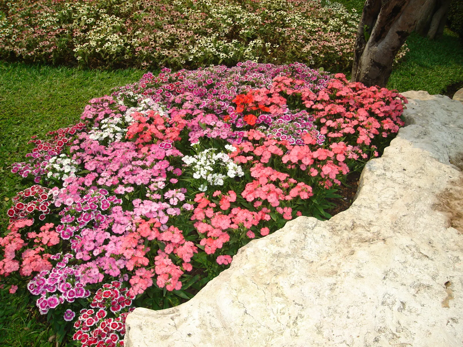 China Pinks (Dianthus Chinensis) — biennial with pink blooms; come in hues spanning white, image 86