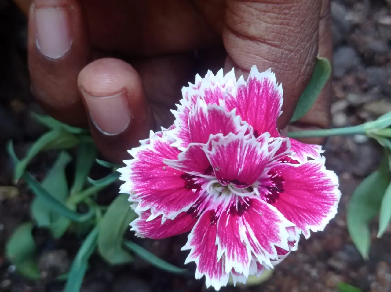 China Pinks (Dianthus Chinensis) — evergreen mat that contributes to its allure as a ground cover option.<br><br>Easy to cultivate; space 8-12, image 80